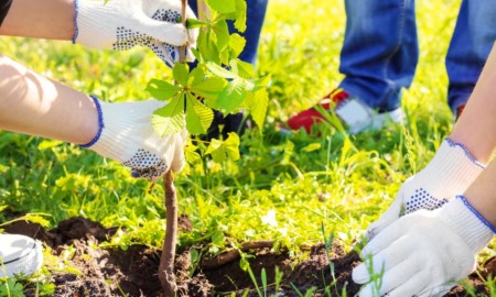 Latino activism on climate change: hands in gloves planting a tree