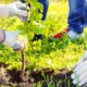 Latino activism on climate change: hands in gloves planting a tree