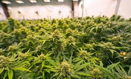 Medical marijuana: Close up of buds on marijuana plants in a very large commercial grow house