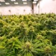 Medical marijuana: Close up of buds on marijuana plants in a very large commercial grow house