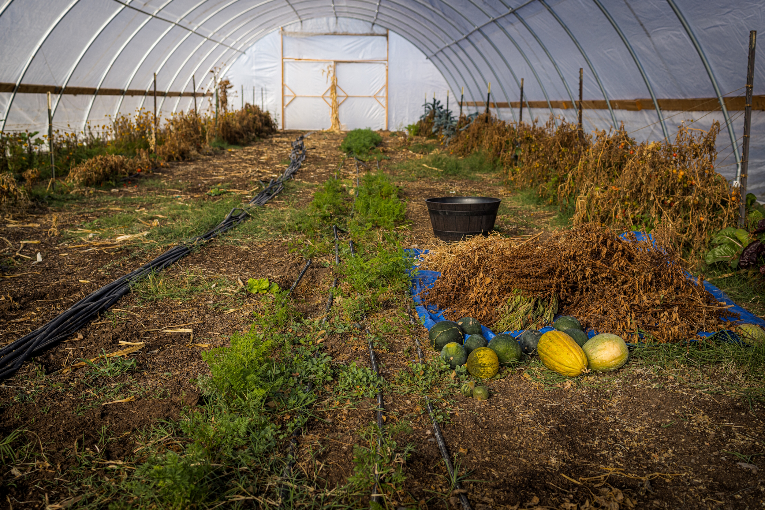 Native American Charter School; Ling shot of large, plastic-covered greenhouse with soil in rows and plants