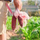 Native American agriculture: Close-up of ears of red corn with pink silk in hand of farmer standing in row crop of short green plants